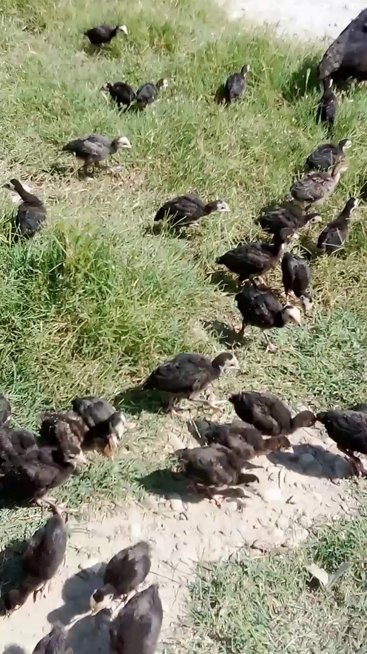 @Chicken ornamental Farm