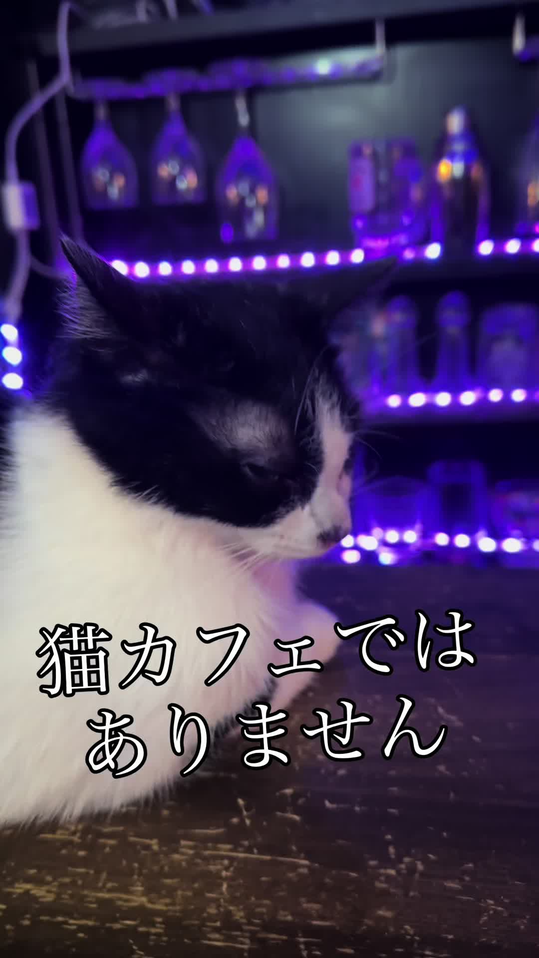 @Cats in the Box.