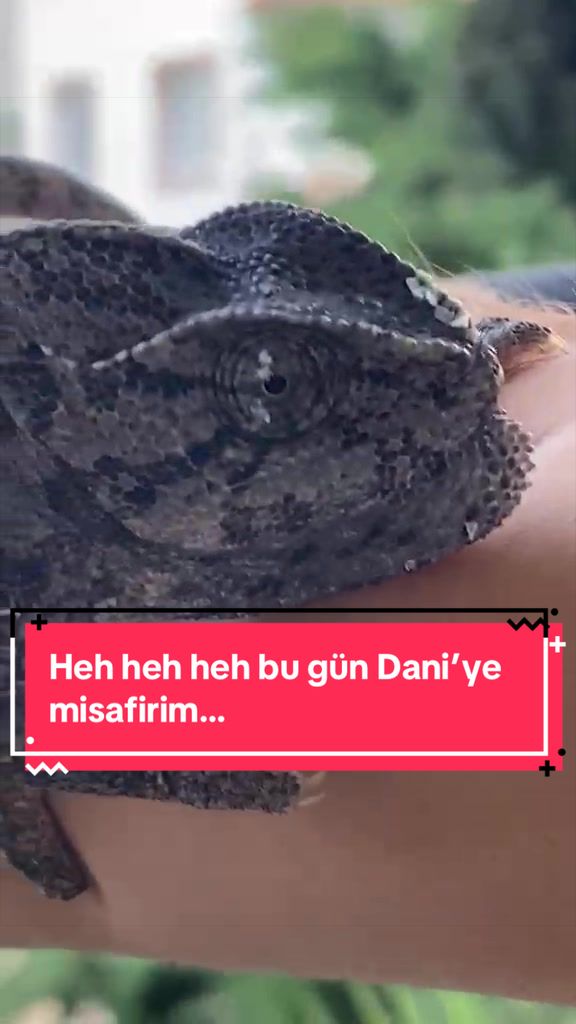 @Dani