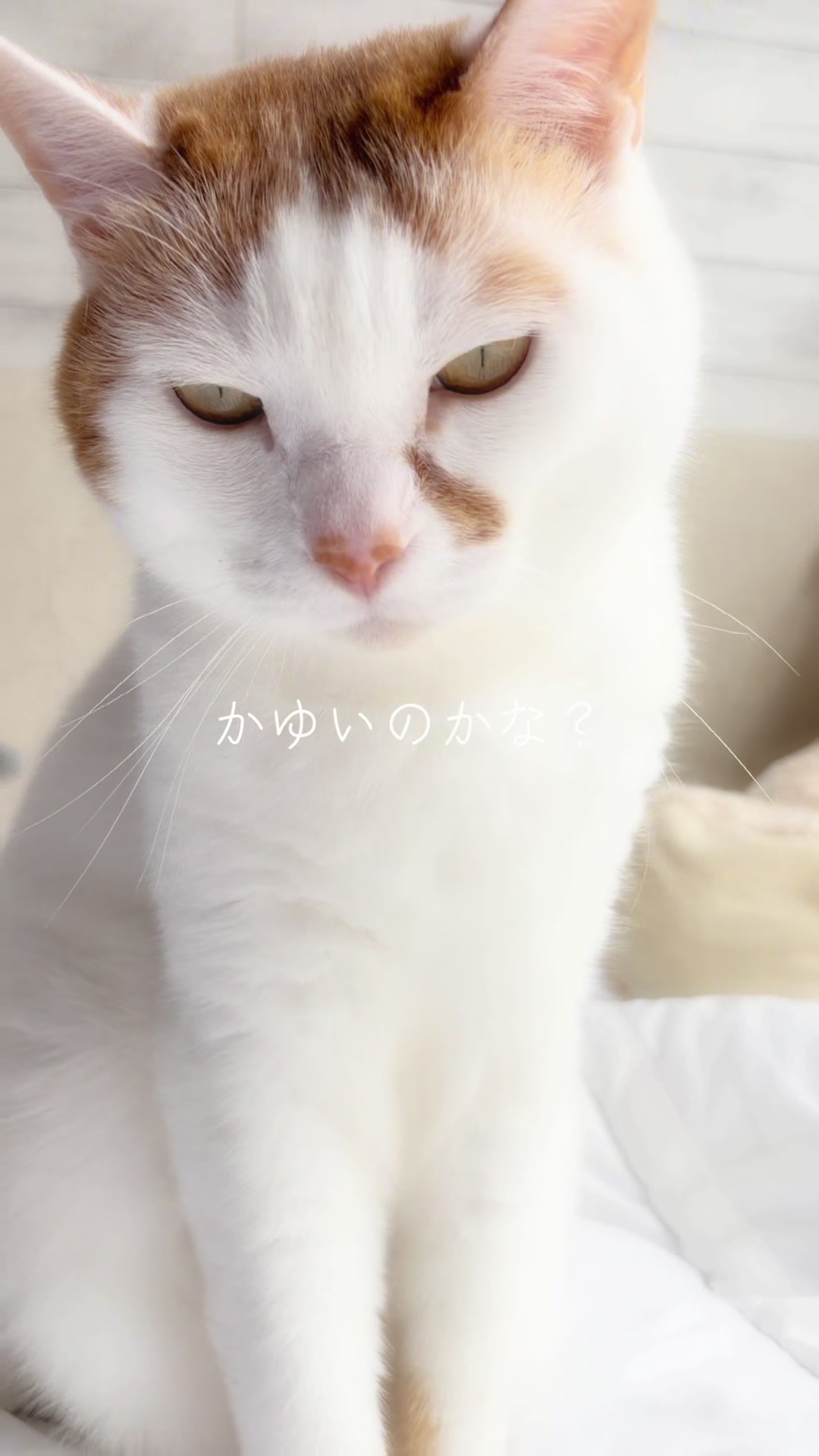 @わたっぴ