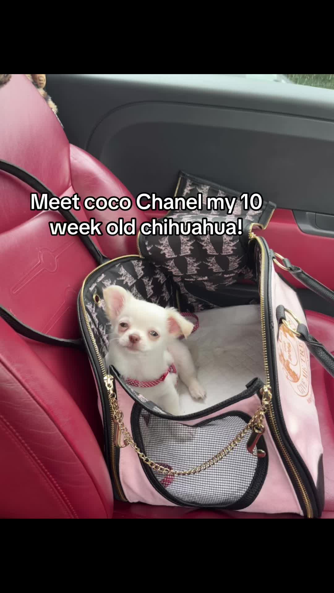 @Coco Chanel🐶