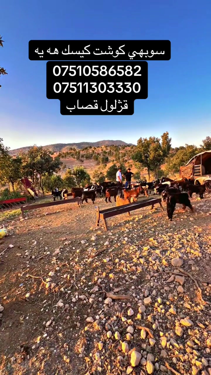 @قژلول قصاب