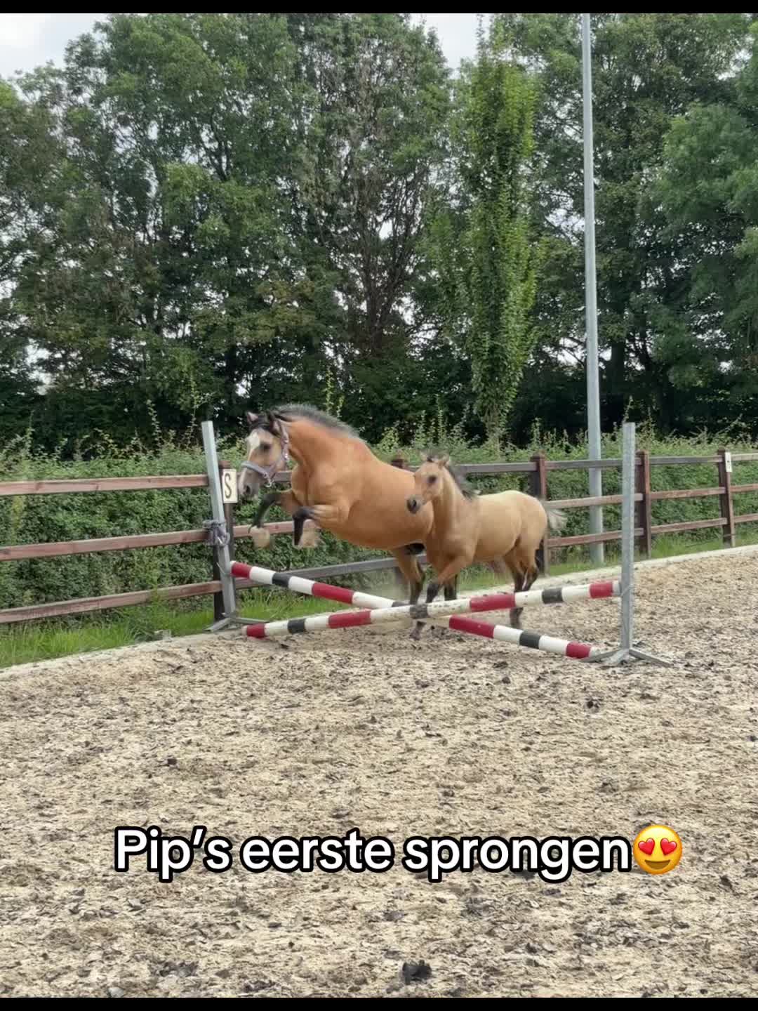 @Syrche Cordewener