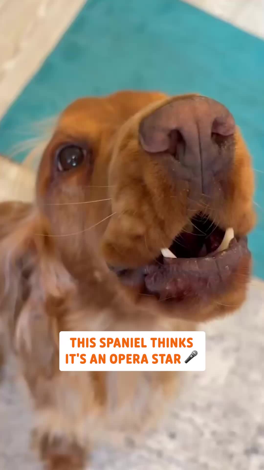 @Pawsome Pets