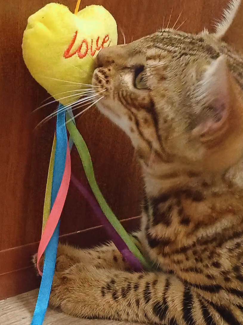 @Rio.supercat