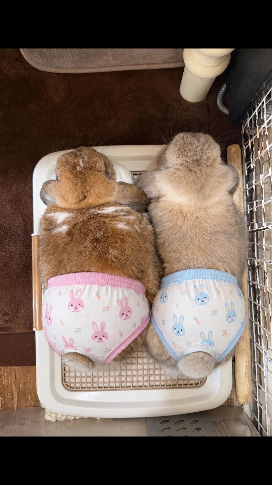 @ふわもふ🐶🐶&hearts;️🐰🐰