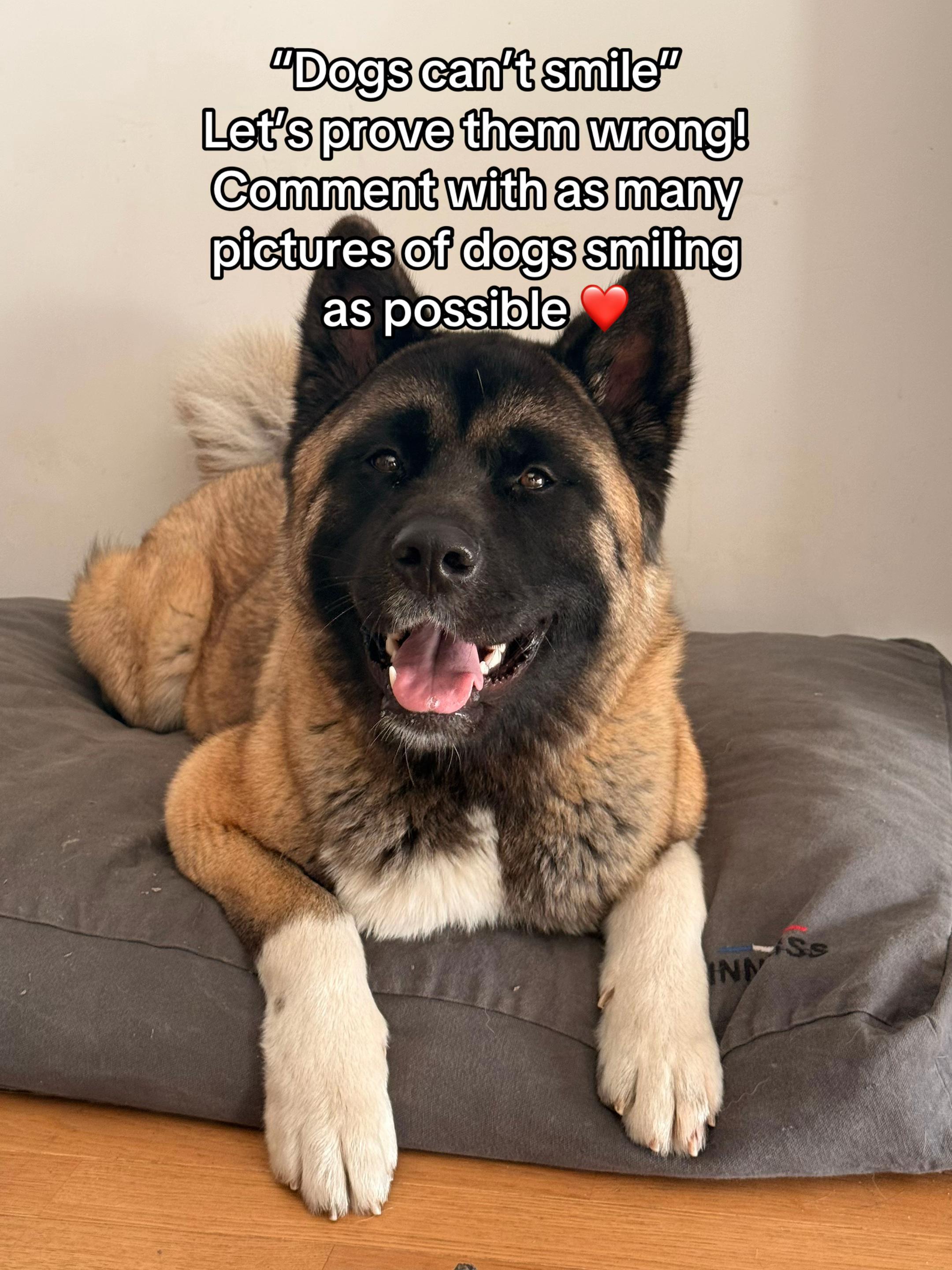 @Buffy_American_Akita