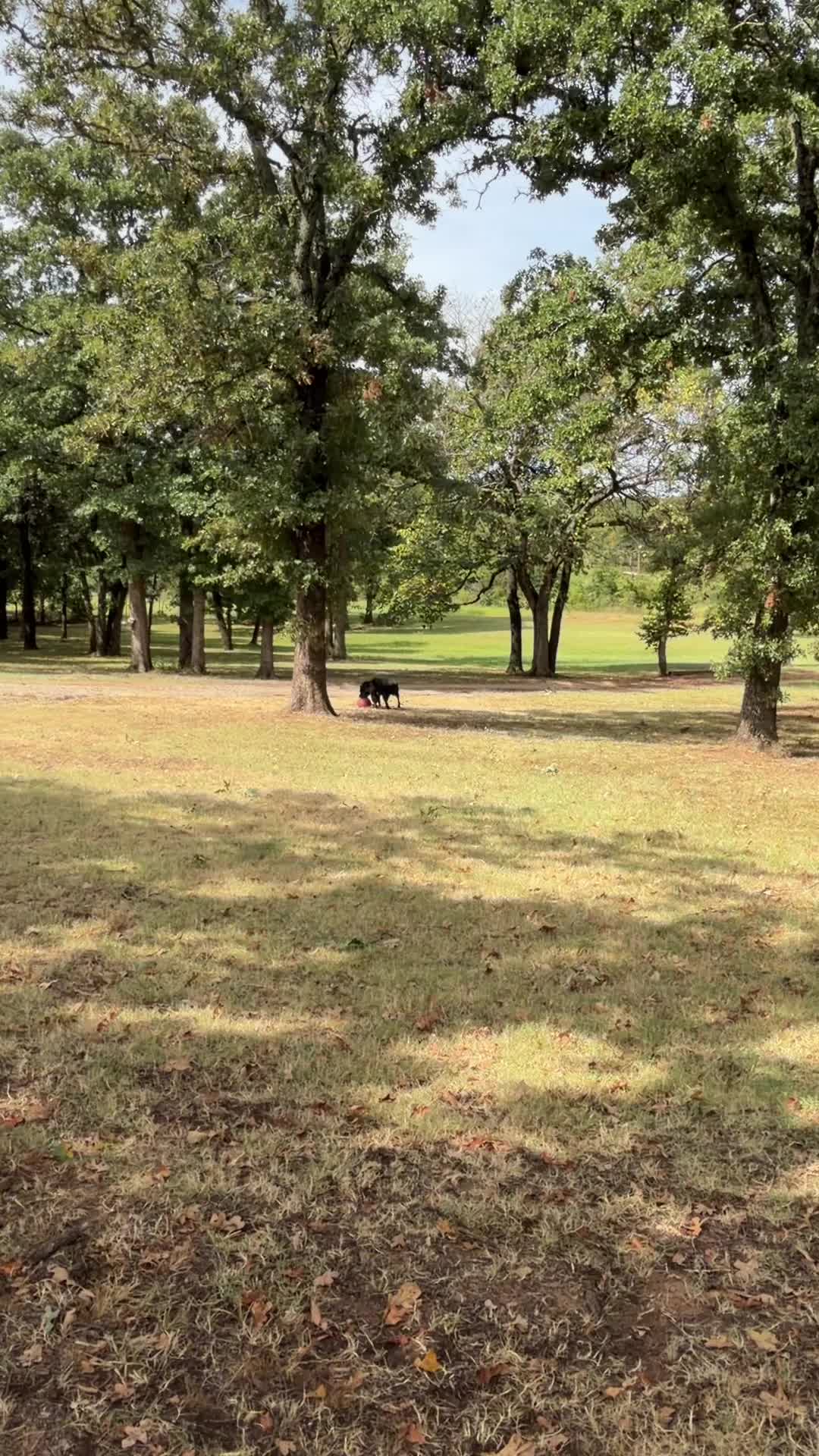 @Dogmansshadow