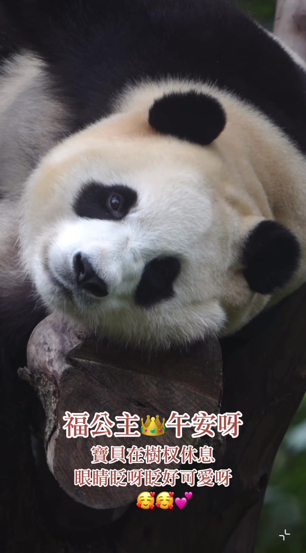 @福公主💕福豬豬💕 🍎 🥕 🐼 🎋🍀