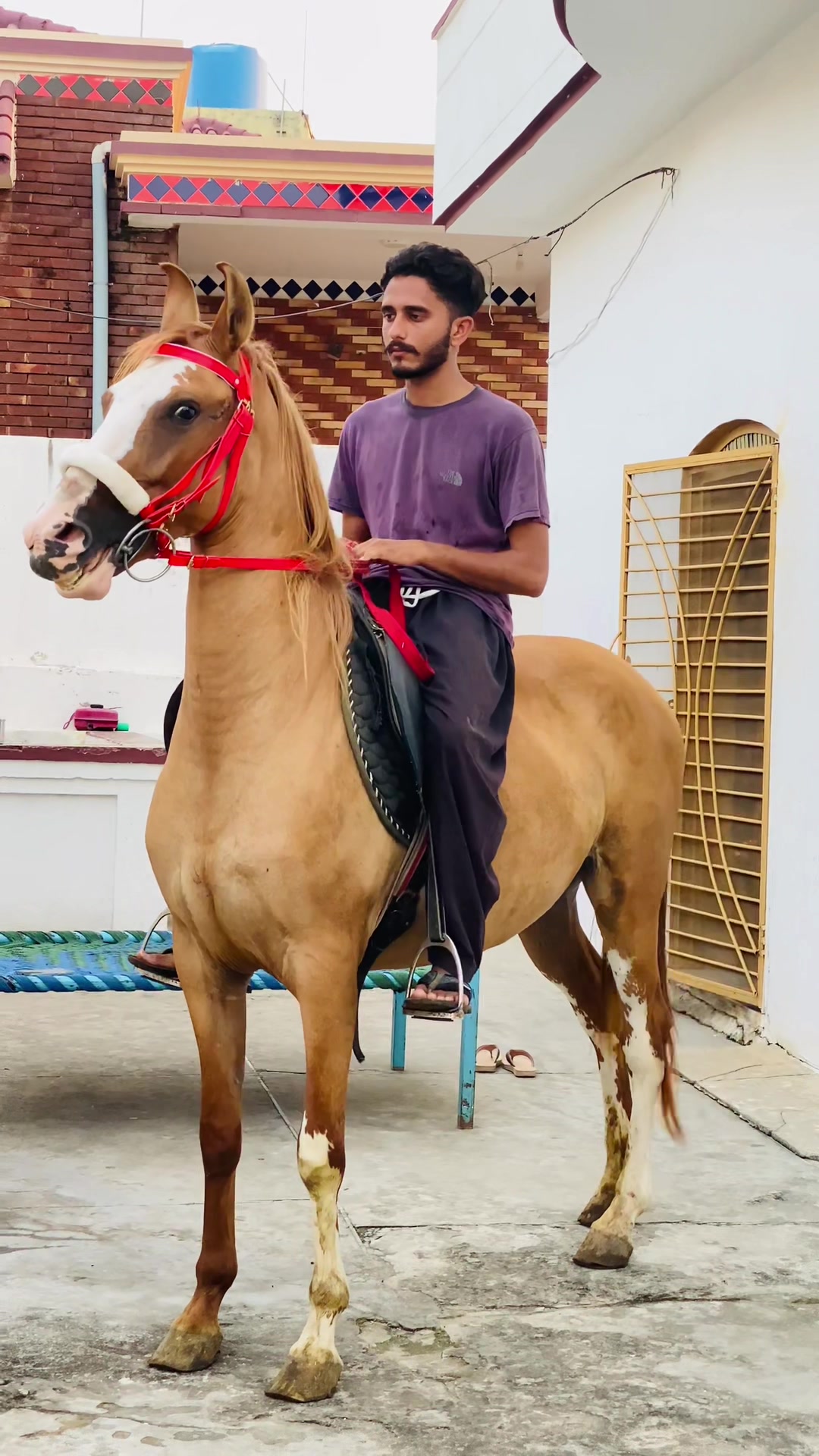 @Ch Hammad bokan &hearts;️🐎