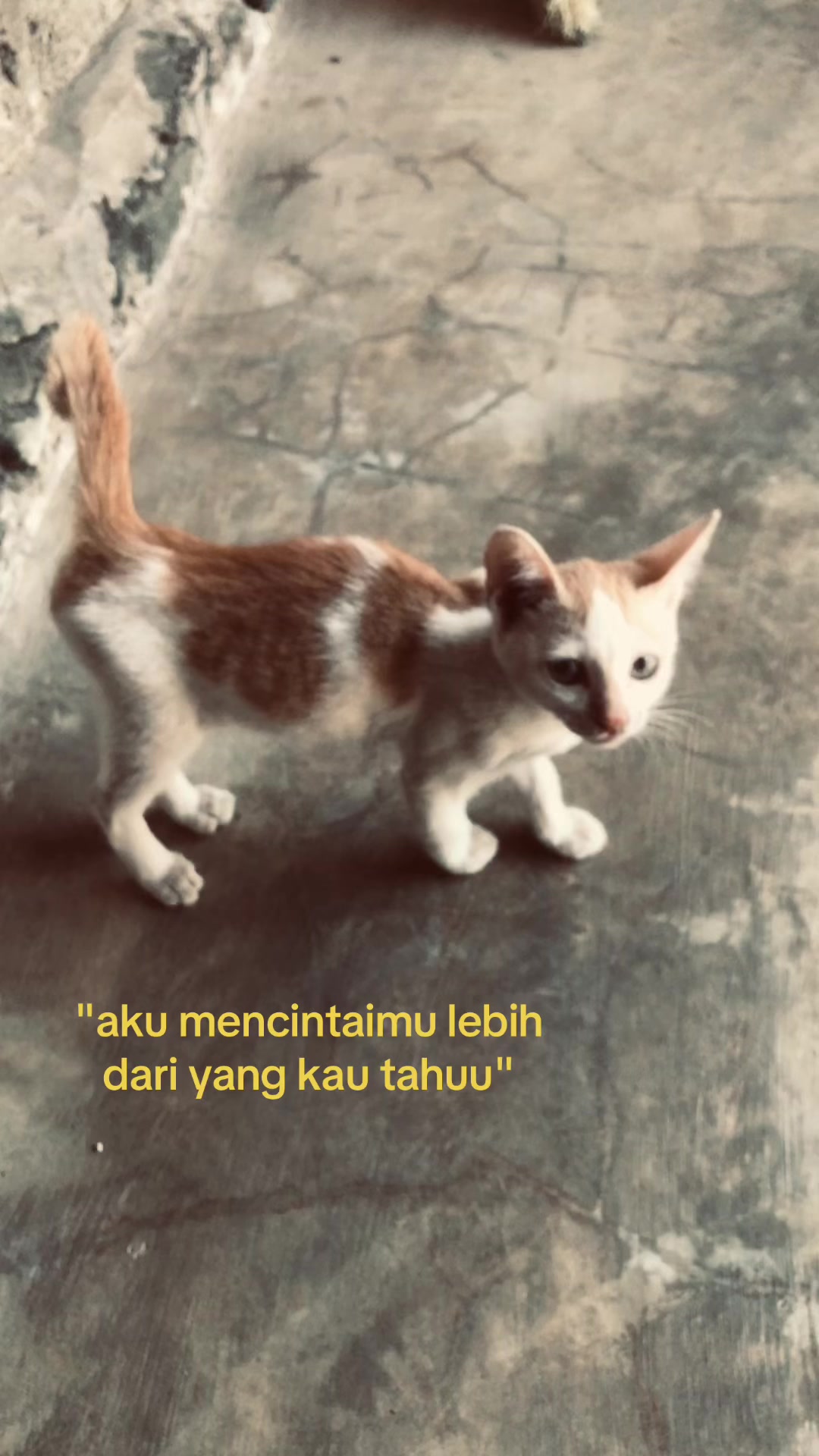 @fikarr