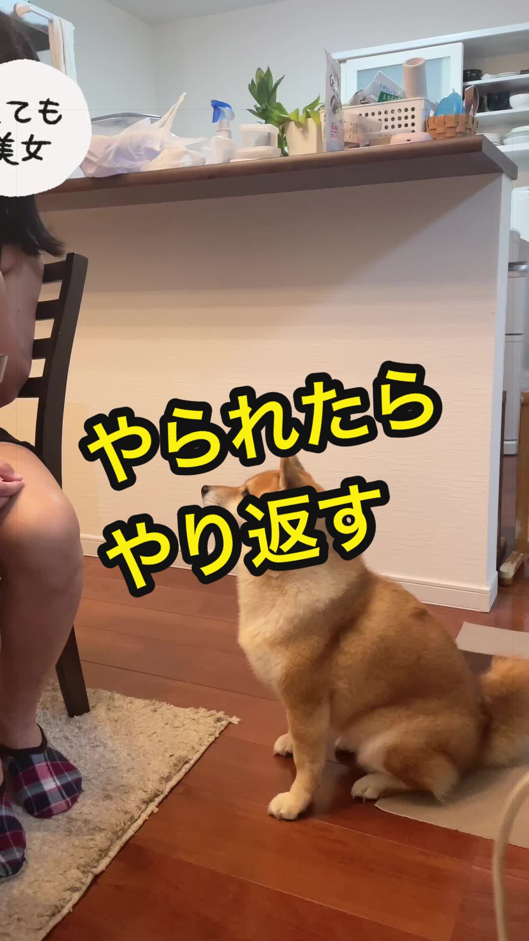 @特に柴犬が好きな人