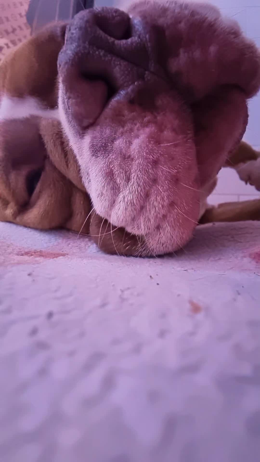@Americanbully.Boyka