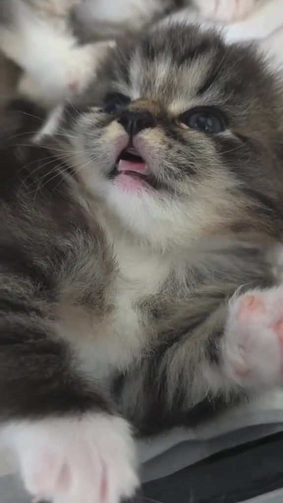 @catbosssss