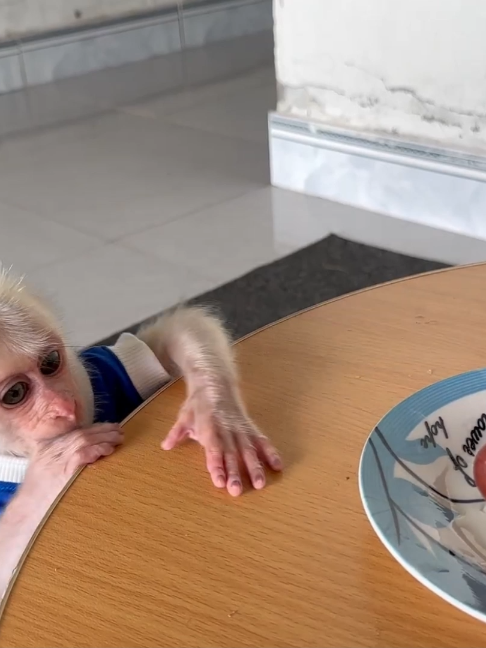 @Monkey TP