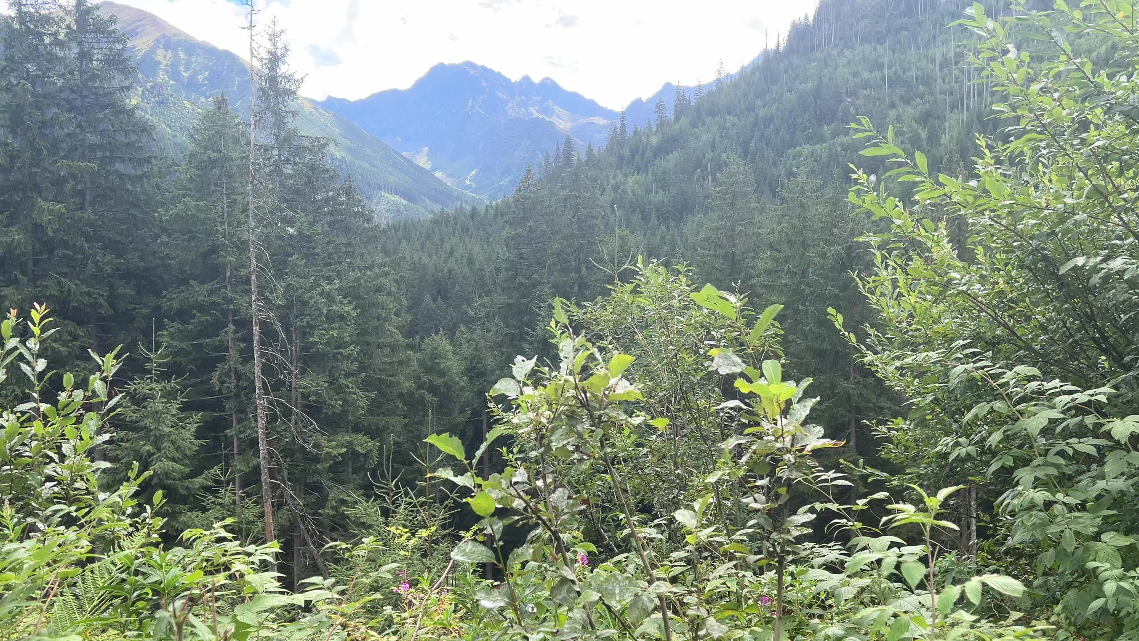 @🌲1𝔰𝔥𝔢𝔱𝔰1🌲