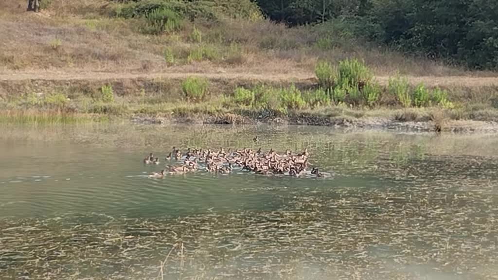 @il cinghiale di tiktok