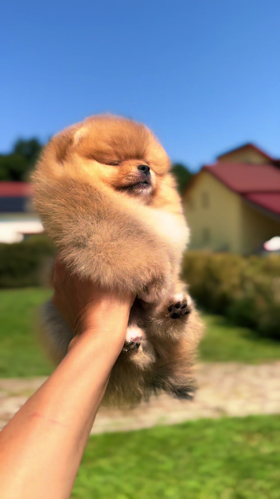 @Pomeranian.Glamour
