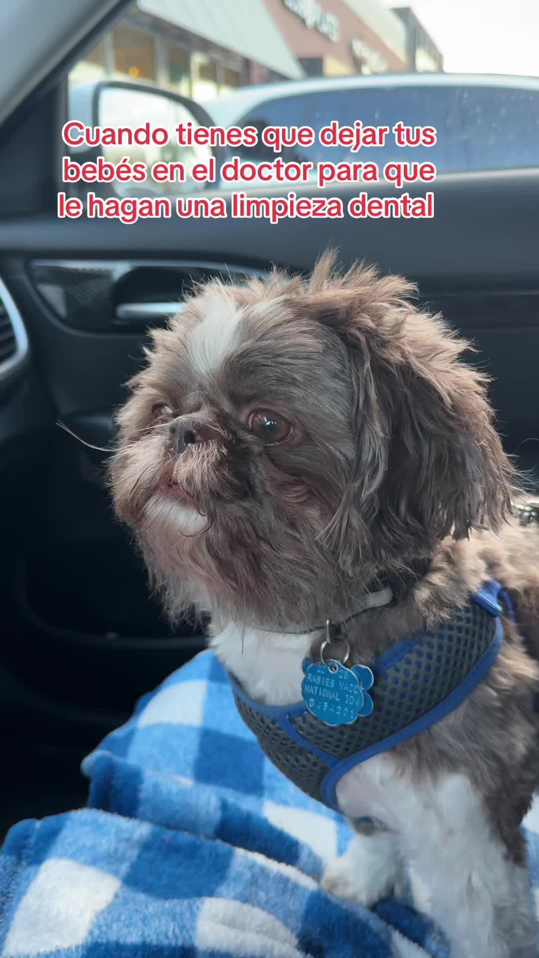 @Oreo & Cookie