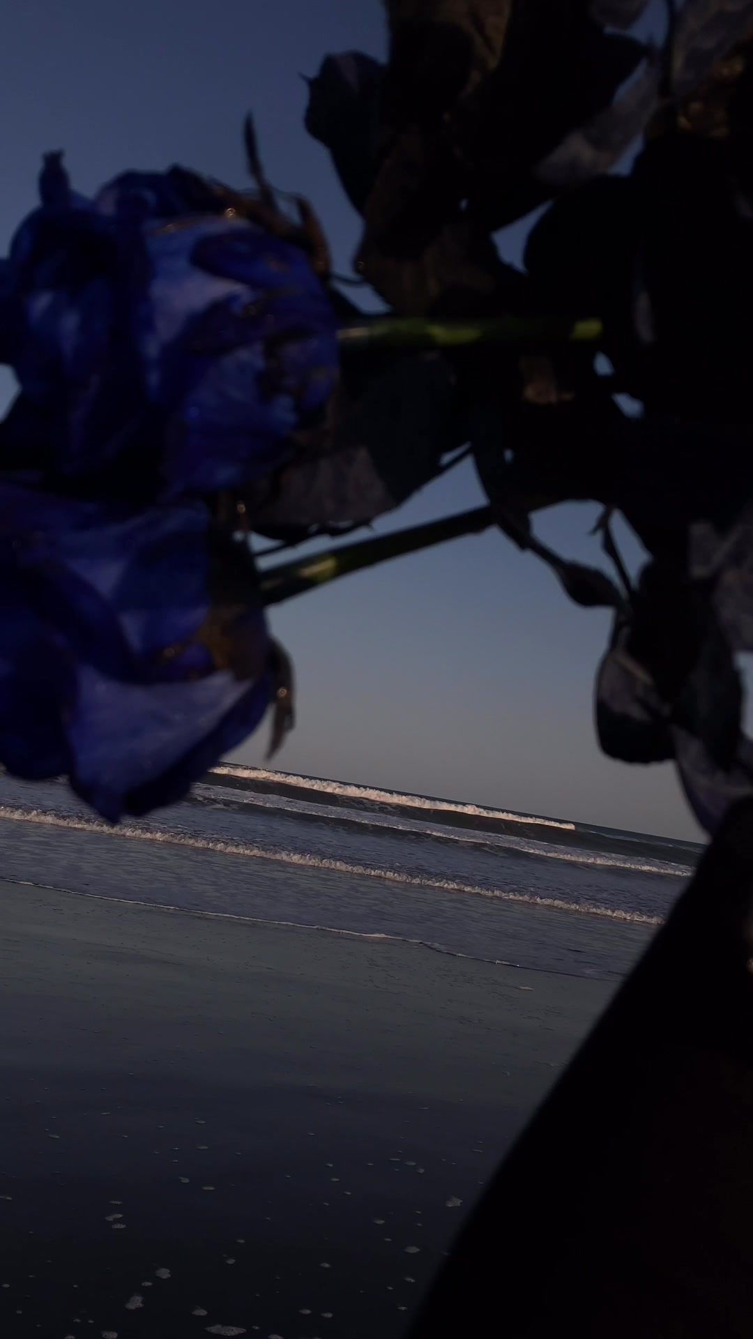 @kani