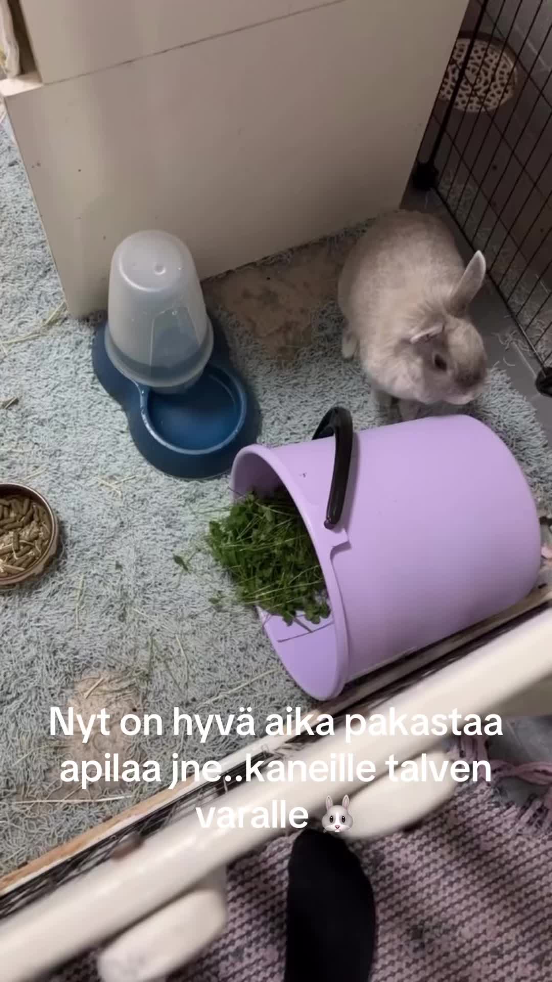 @_TienP&auml;&auml;ll&auml;_