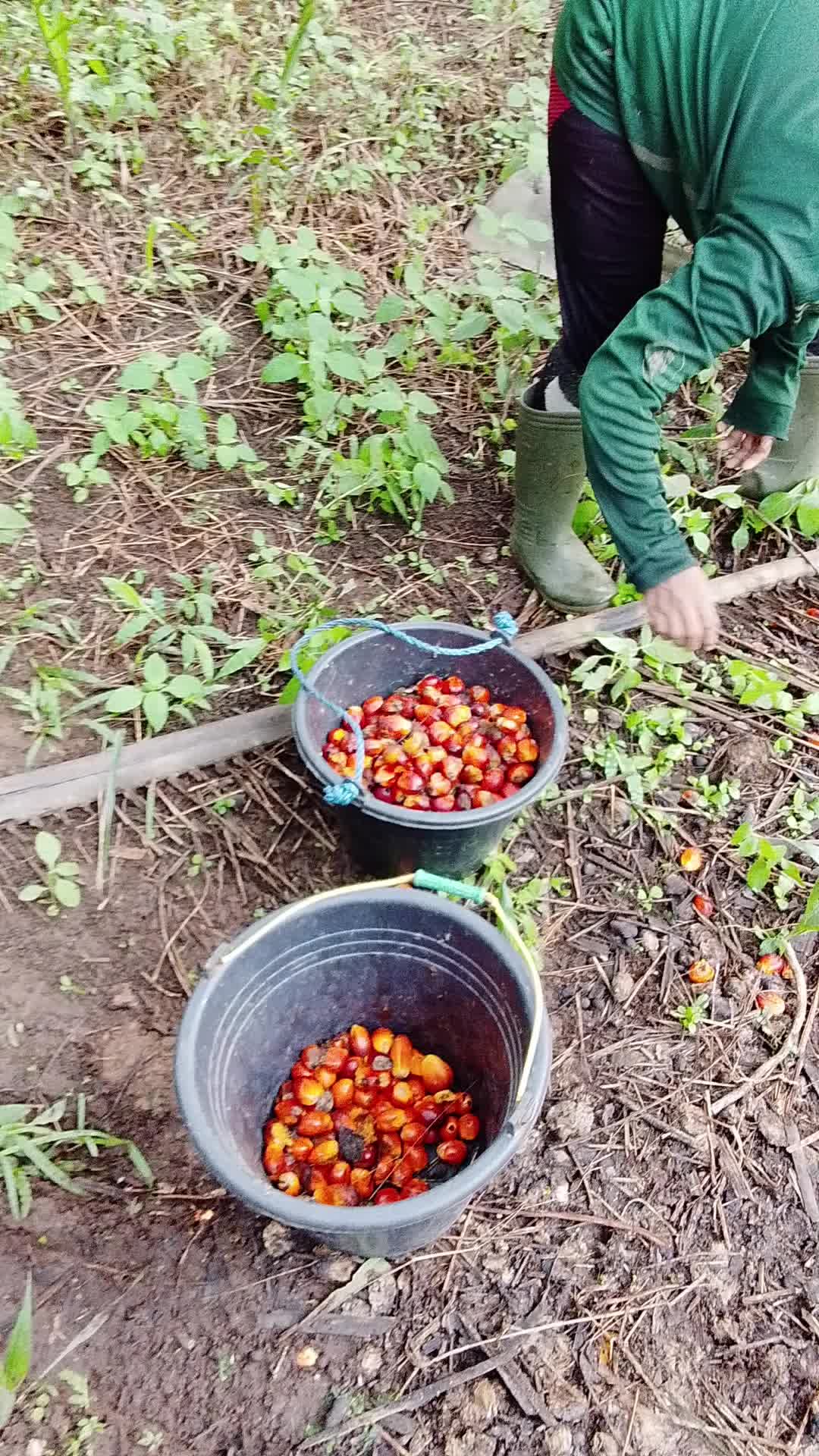 @kafidudin86