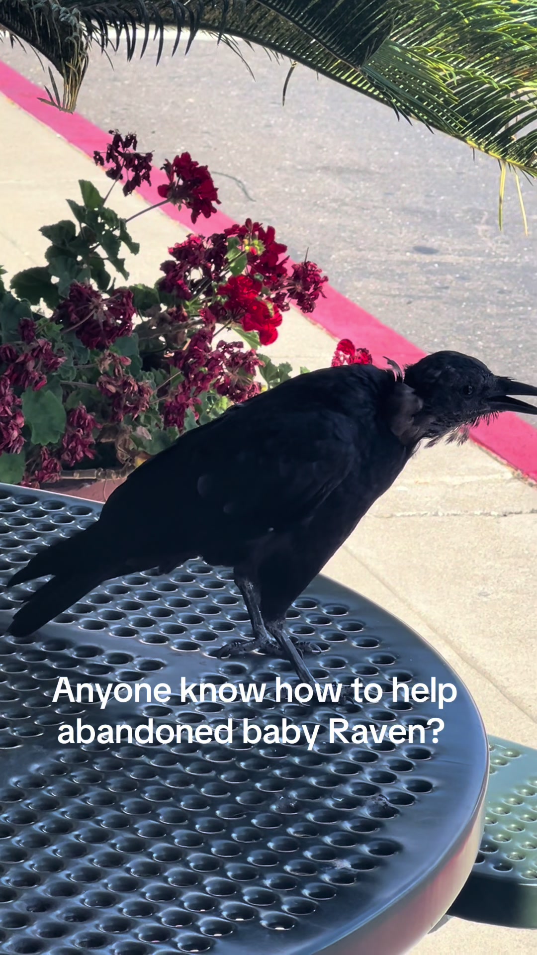 @freedomeagleusa