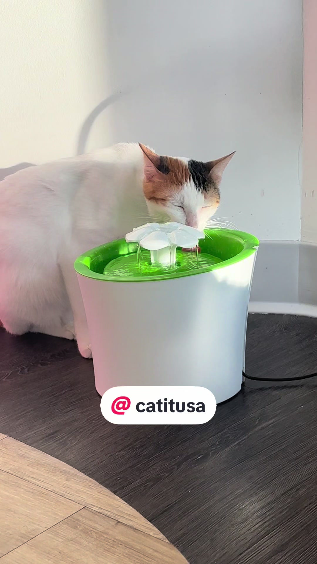@cattyshackcafe