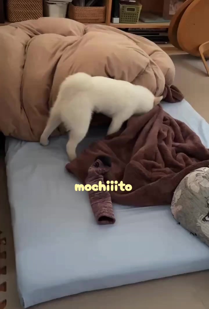 @Mochimaru