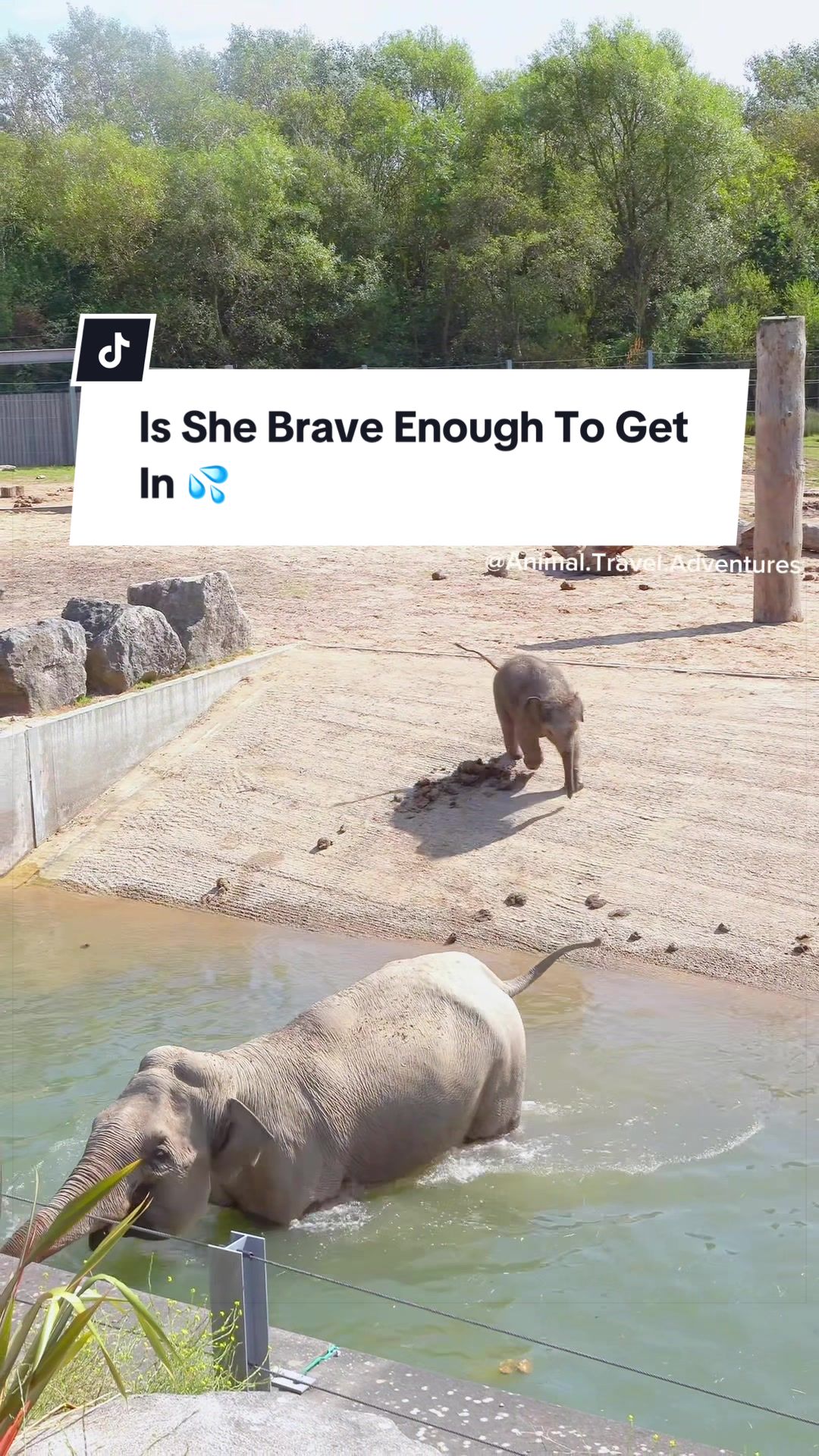 @Animals Travel Adventures