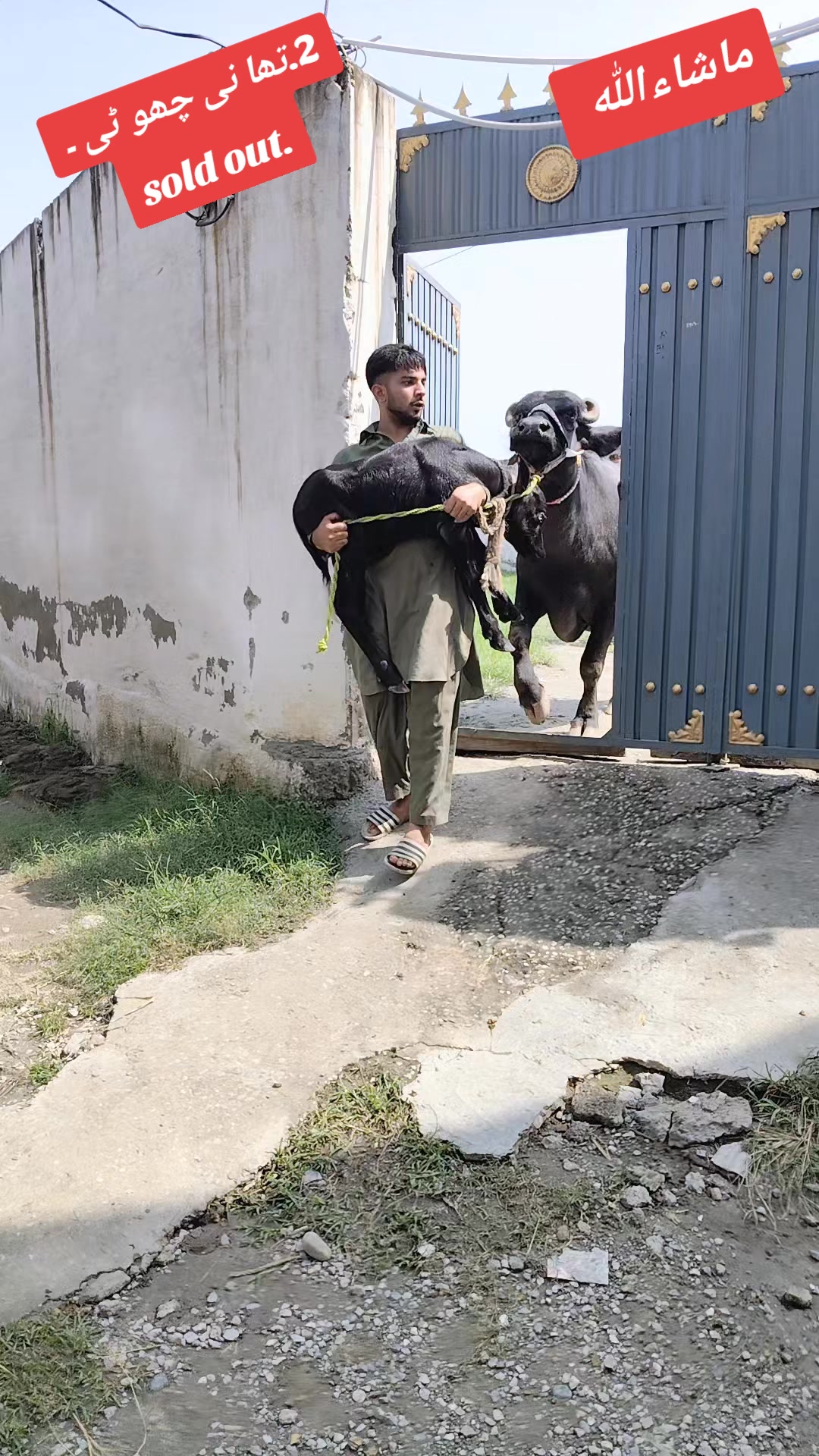 @💖🐄یوسف خان گوندل الہ 💖🐄