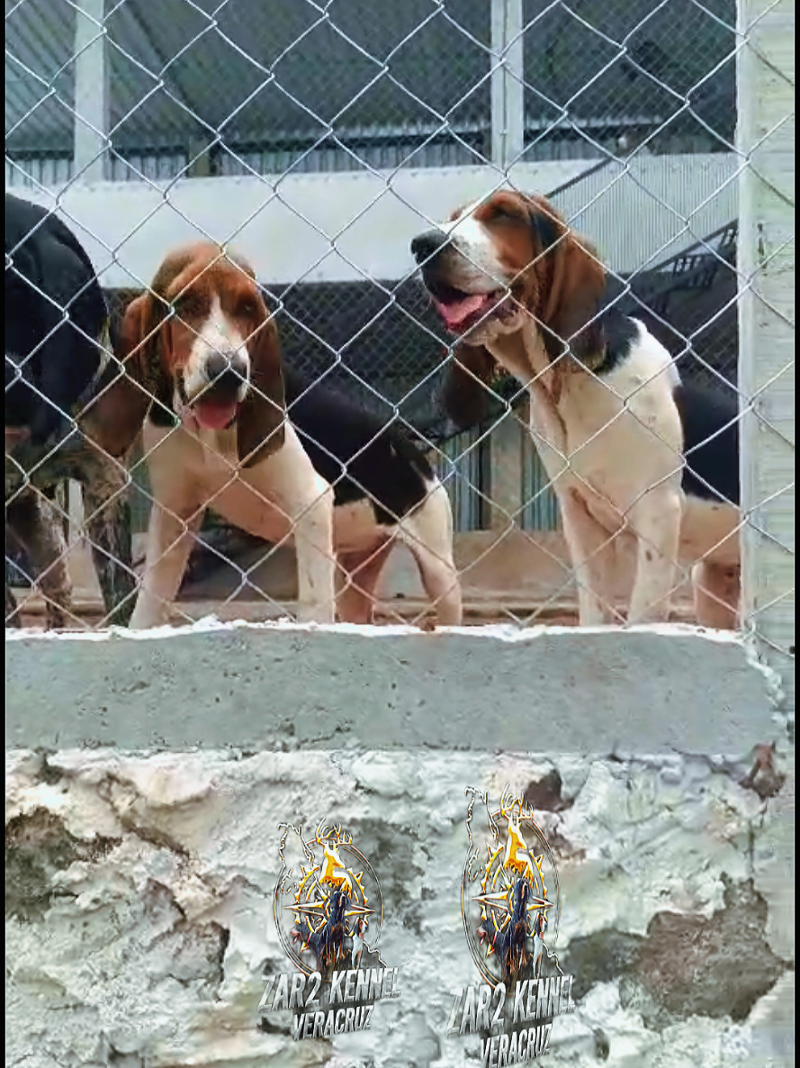 @zardos kennel veracruz