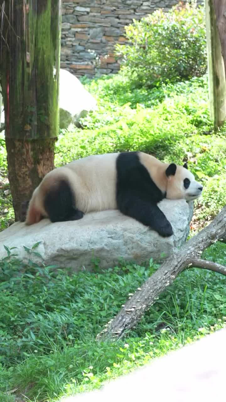 @pandy_pandaa