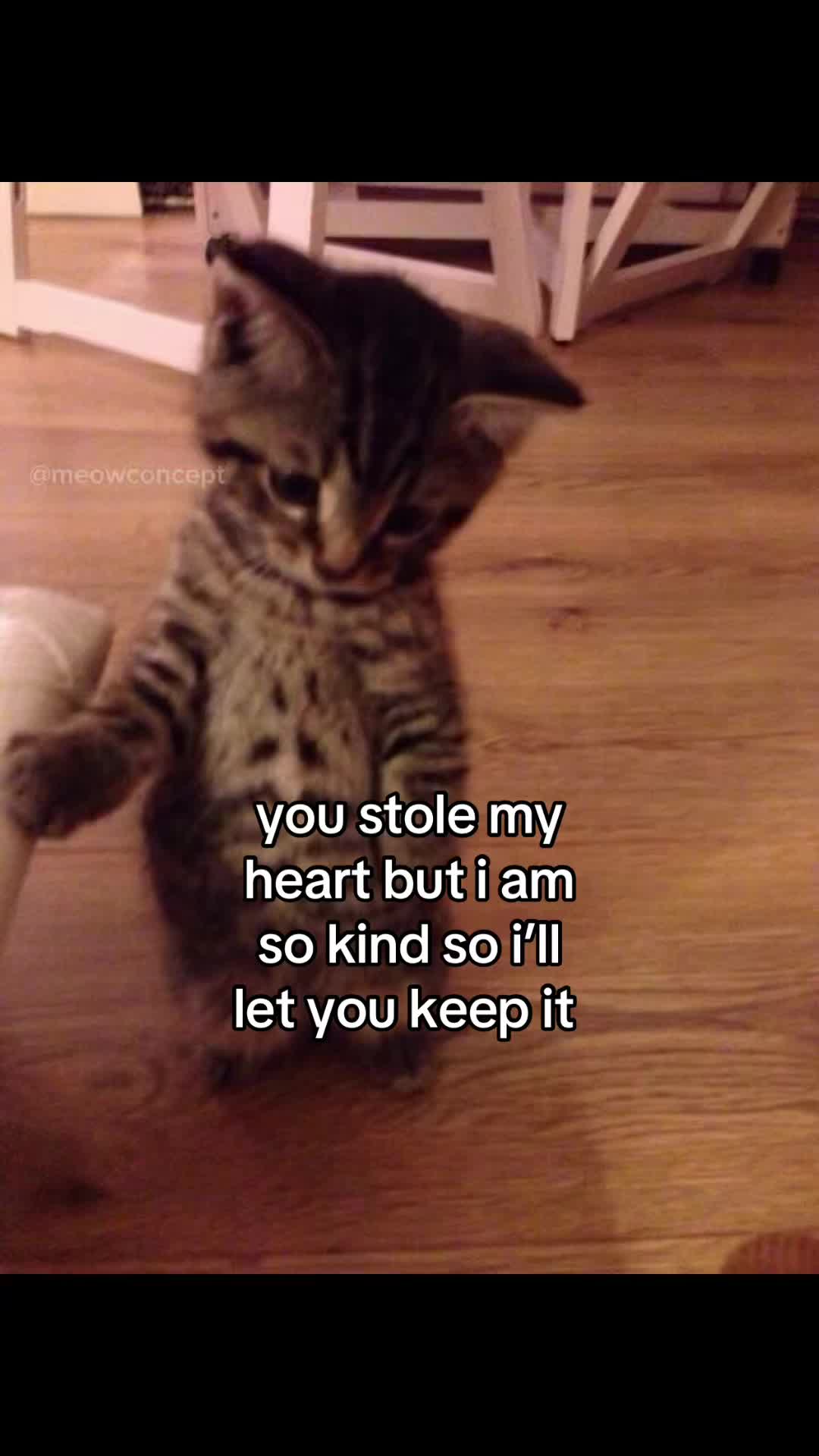 @meowconcept