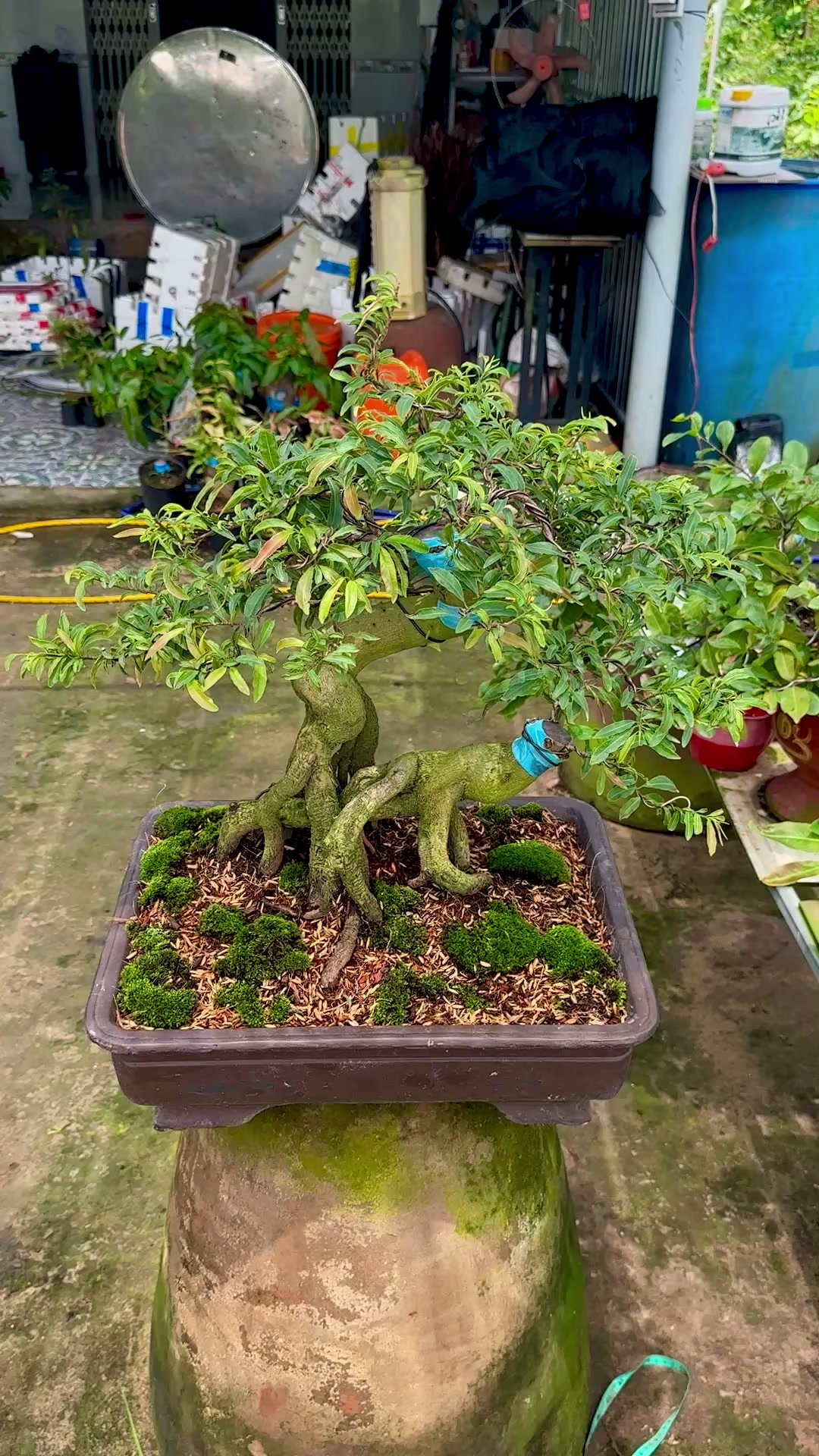 @Hồng Tr&uacute;c Mai V&agrave;ng