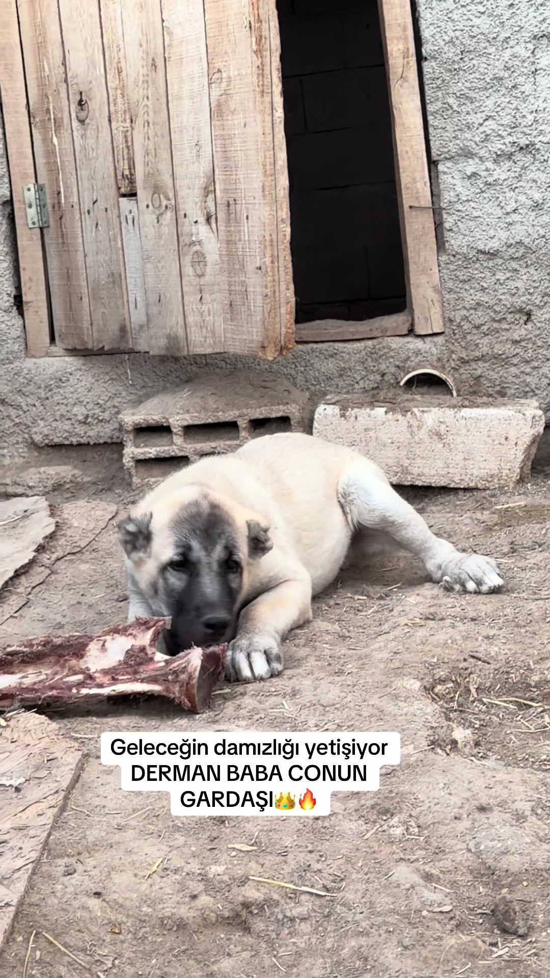 @kangalcı serkan