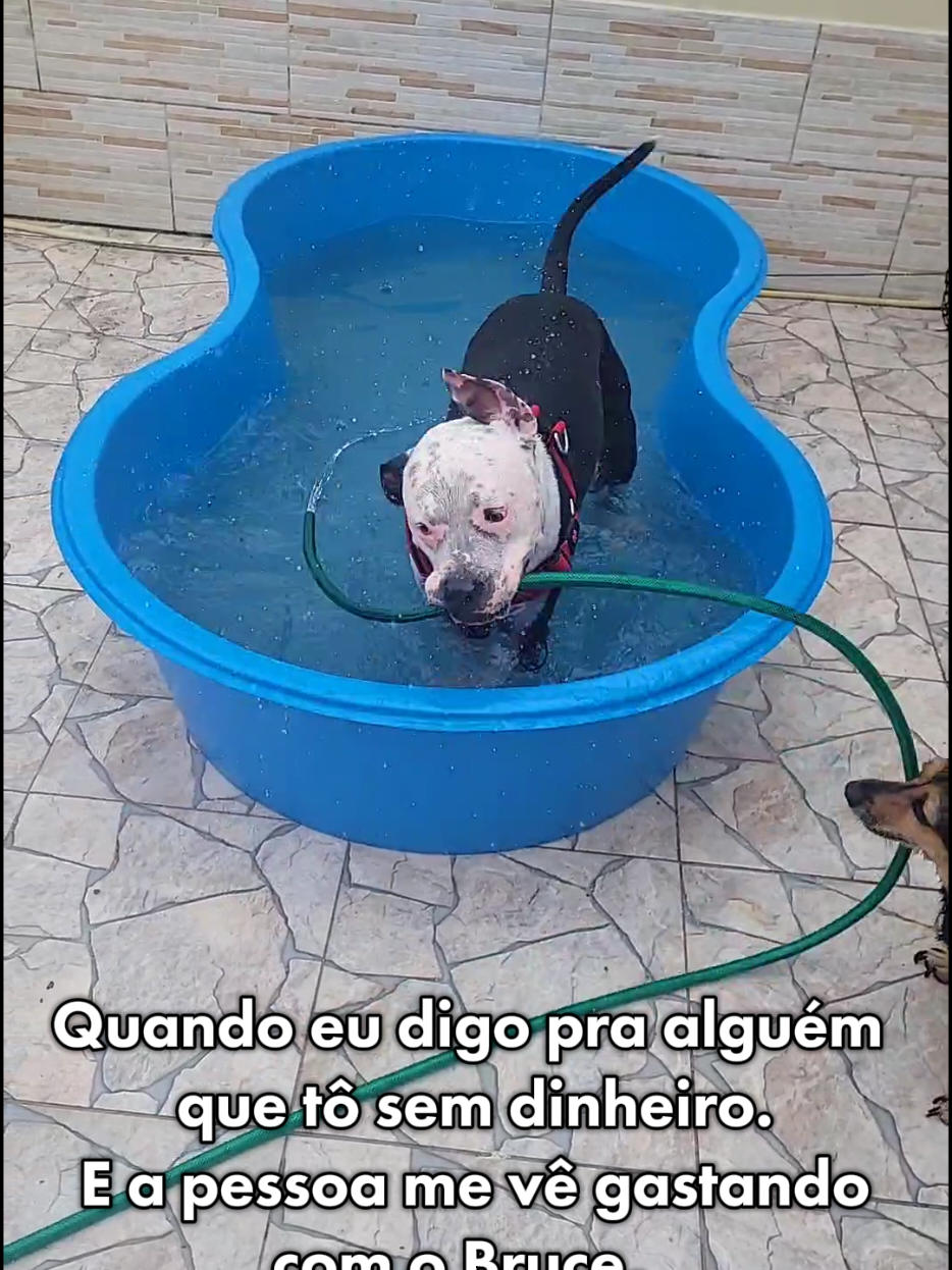@Pittbull Brucegriebeler
