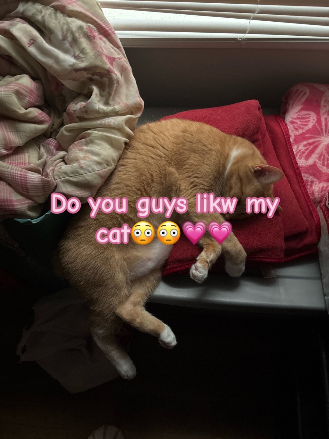 @mothy!! (BALLS CAT #1 FAN‼️)