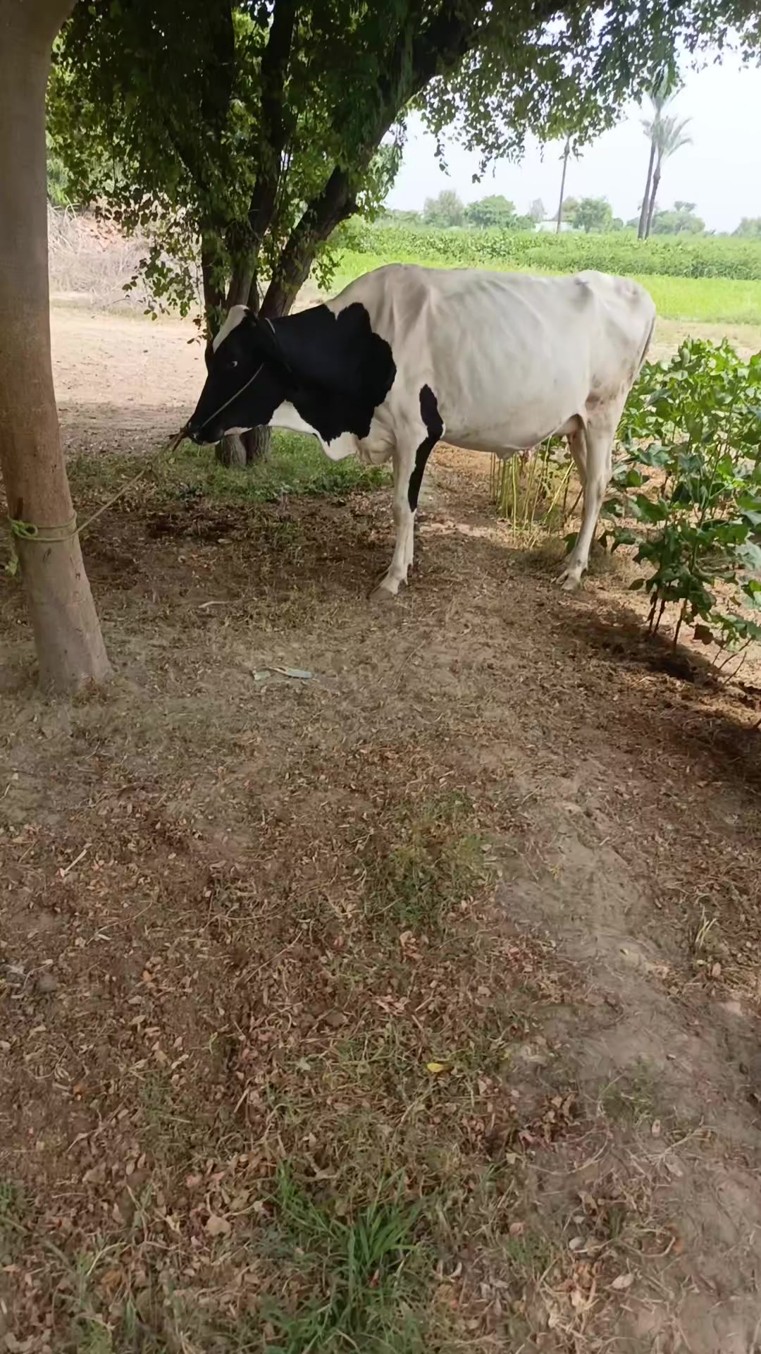 @Usmandairyfarmlayyah