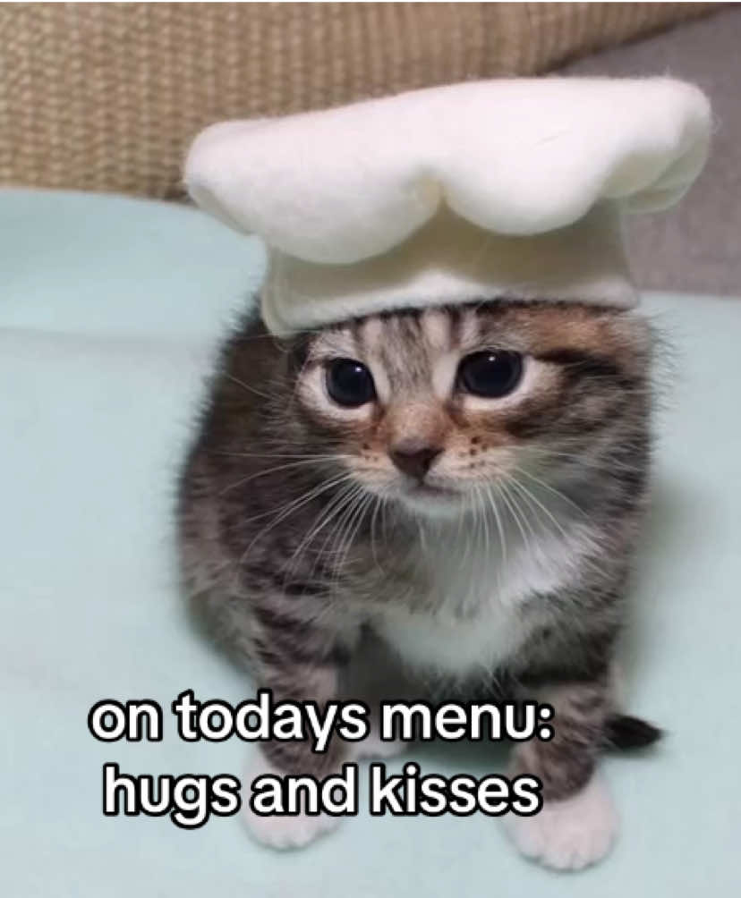 @the meow archive