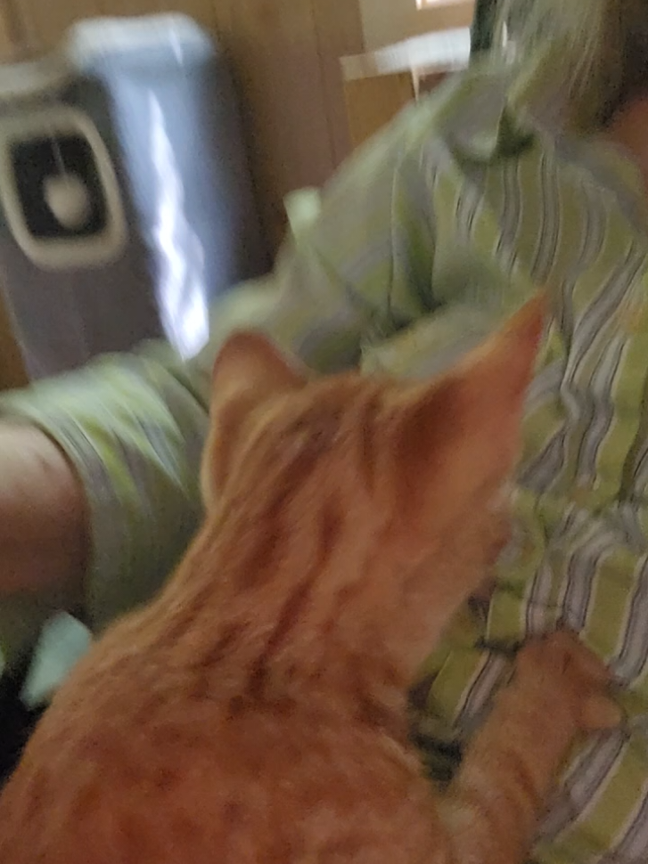 @Kitty Sanctuary