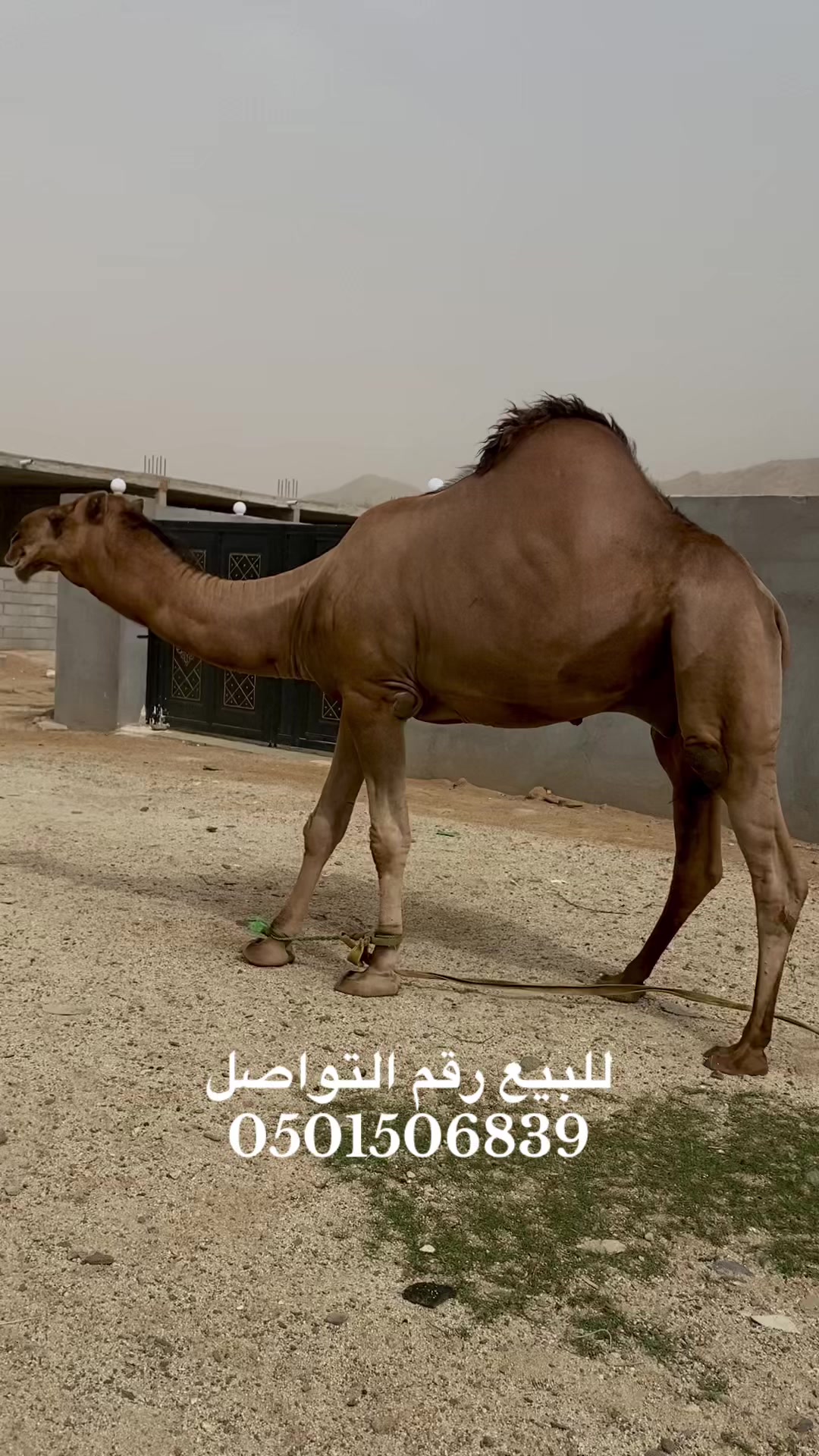 @سلطان الزهراني 702