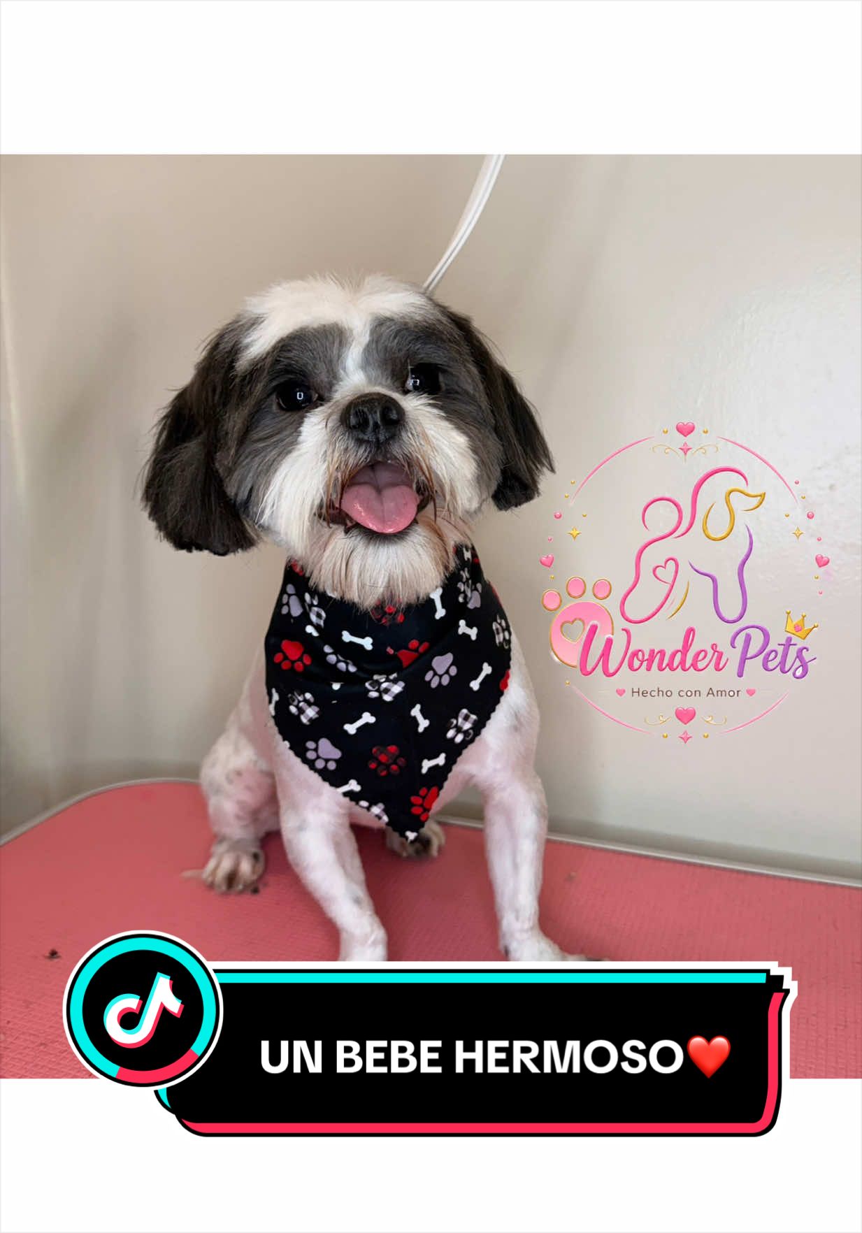 @wonderpetsgrooming