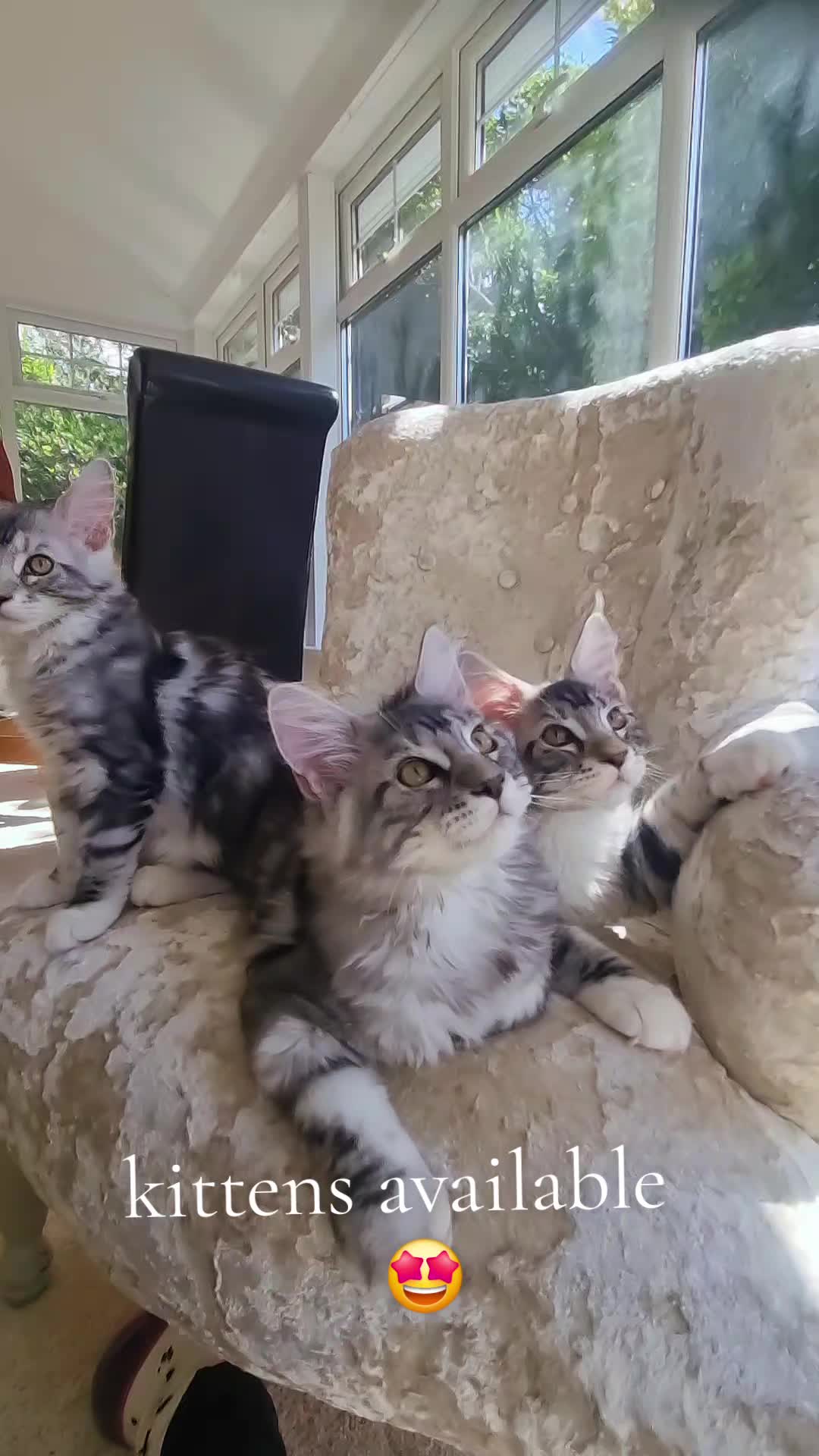 @Dollzuki Maine Coons