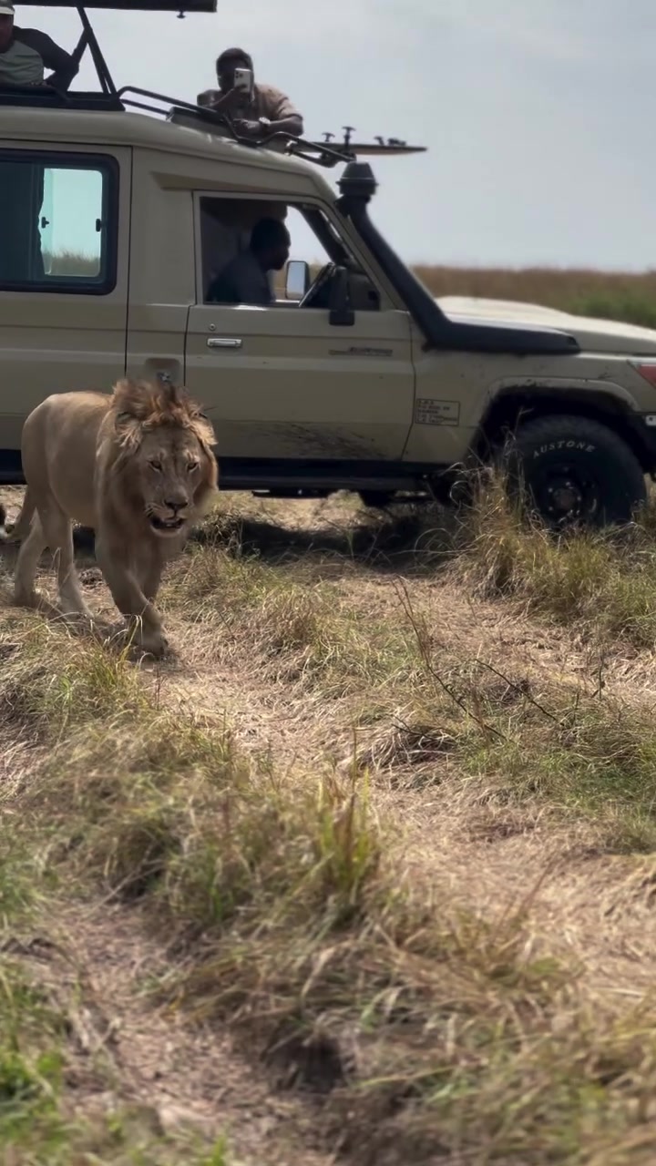 @lion_world5