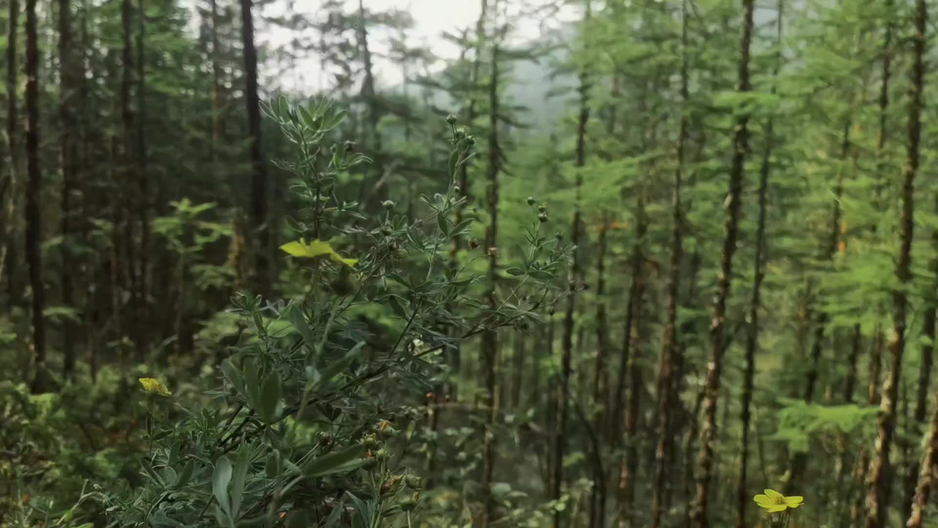 @ᛉSteve_Nybikᛉ