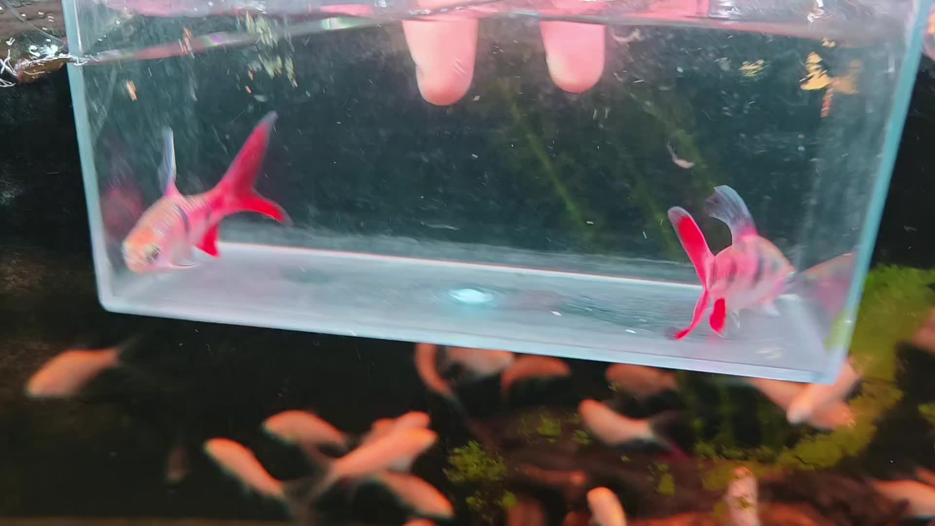 @Long chơi  hồng mi b&oacute;ng đ&ecirc;m 🦈
