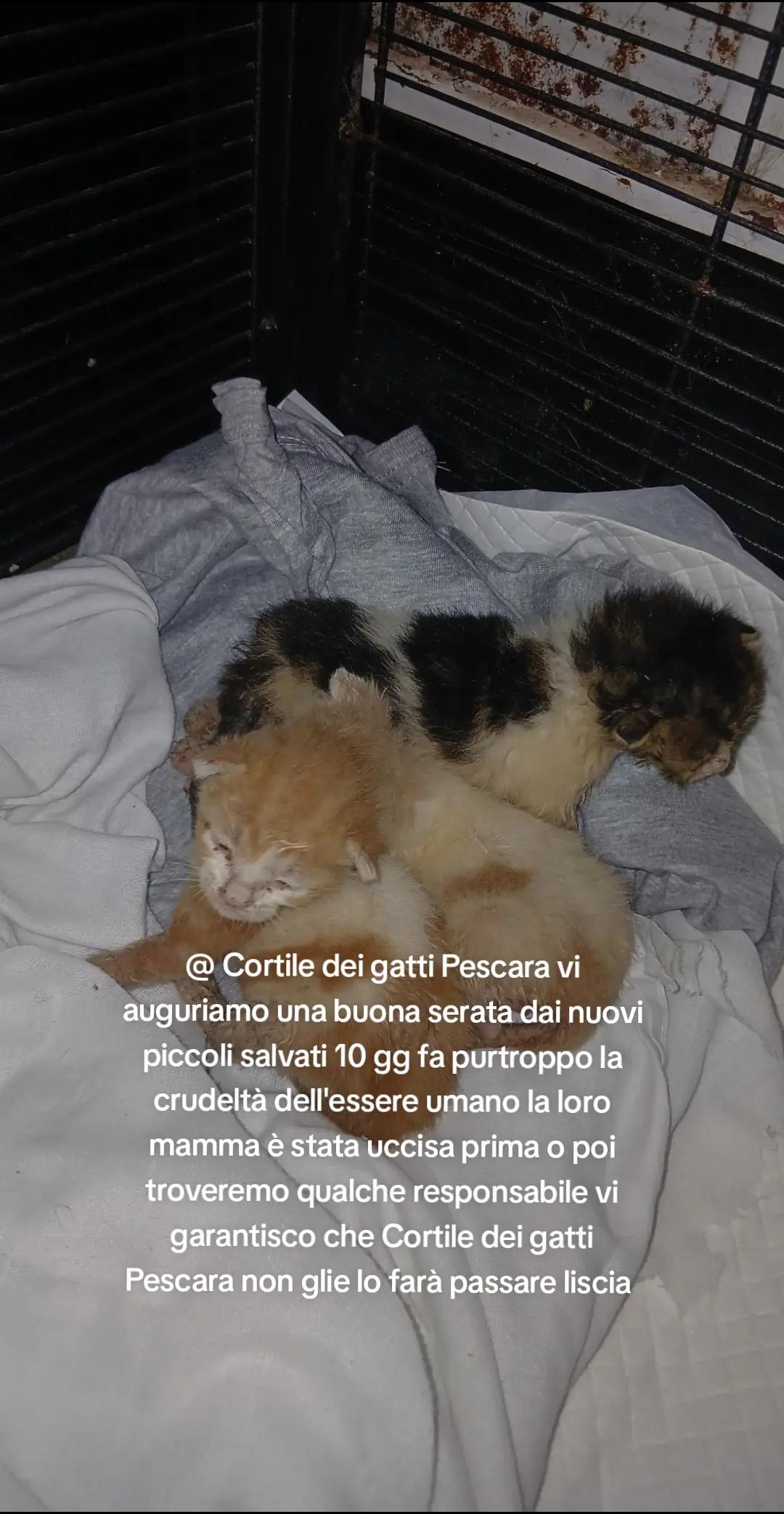 @@ Cortile dei gatti