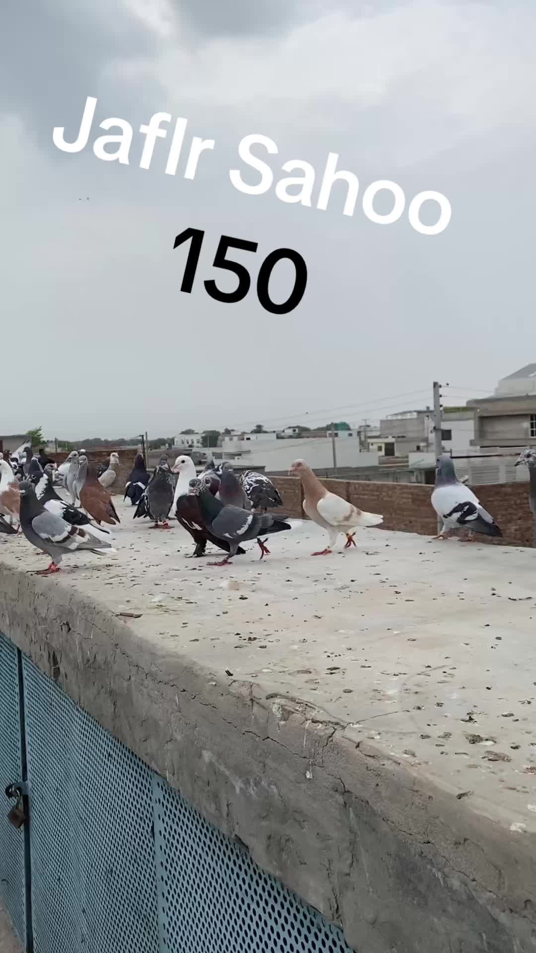 @J@£!R S@H00 111🦅