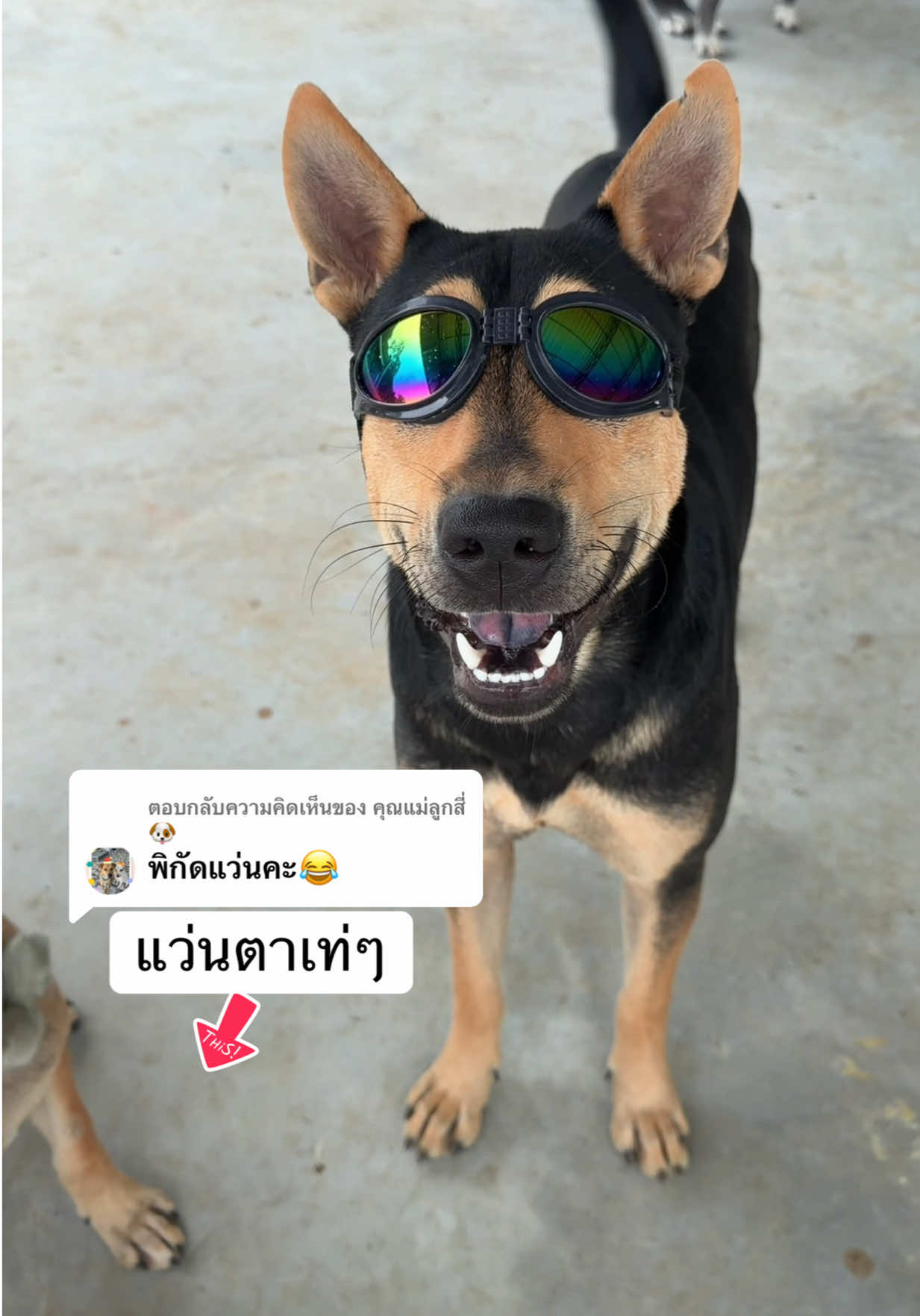 @เอ๋เอ๋รักหมาแมวจร